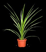 Cordyline indivisa