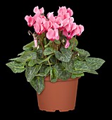 Cyclamen persicum 'Out-Land