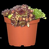 Sempervivum