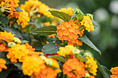 Lantana camara, orange