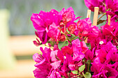 Bougainvillea spectabilis, Pyramid