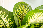 Dieffenbachia seguine 'Tropic Snow