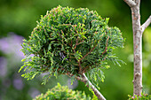 Chamaecyparis lawsoniana, Pompon