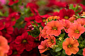 Calibrachoa 'MiniFamous' Piú Orange