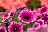 Petunia, pink