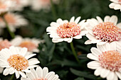 Argyranthemum frutescens 'LaRita® Toffee'