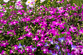 Lobelia erinus 'Curaçao® Electric Purple'