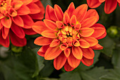 Dahlia DALINA® Midi 'Pinta'