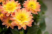 Dahlia DALINA® Mini 'Salvador'