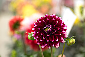 Dahlia DALINA® Maxi 'Cancun'