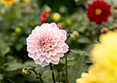 Dahlia 'DALAYA Kala' (Dahlia Kala)