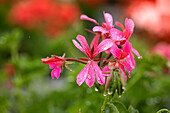 Pelargonium peltatum Balcon Pink