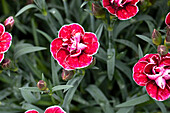 Dianthus caryophyllus Capitán® 'Colón'