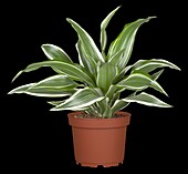 Dracaena fragrans 'White Jewel