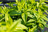 Phlox paniculata