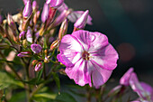 Phlox "Flame Pro Lilac