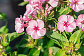 Phlox ,Early® Pink Candy'