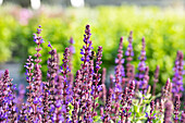 Salvia nemorosa 'Caramia'