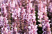 Salvia nemorosa Salute® Light Pink