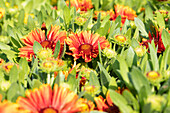 Gaillardia aristata SpinTop Yellow Touch