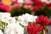 Pelargonium ,Survivor Idols White'