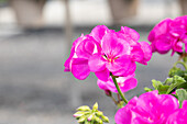 Pelargonium 'Survivor Idols Indigo Sky'.