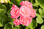 Pelargonium ,Survivor Idols Rosalinda'