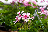 Pelargonium peltatum ,Grand Idols Pink'