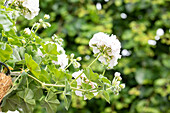 Pelargonium peltatum ,Atlantic White'