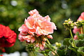 Pelargonium "Green Idols Salmon