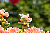 Pelargonium "Green Idols Salmon