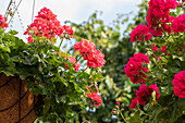 Pelargonium peltatum ,Atlantic Candy'