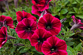 Petunia 'Sweetunia® Suzie Storm'