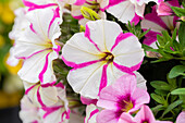 Petunia 'Sweetunia Hot Pink Touch'