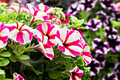 Petunia 'Surprise Pink Star'