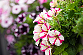 Petunia 'Surprise Pink Star'