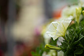 Petunia 'Potunia® Plus Popcorn'