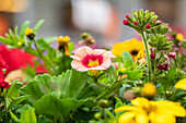 Calibrachoa 'Hula® Gold'