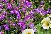 Lobelia erinus 'Bella Rosa'