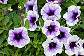 Petunia Sweetunia Purple Spotlight