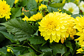 Dahlia Dahlinova Hypnotica® 'Yellow 2020'