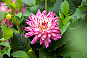 Dahlia ,XXL Veracruz'