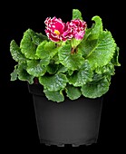 Primula vulgaris, red