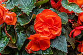 Begonia Easy Going Coral