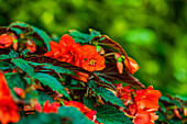 Begonia SUMMERWINGS