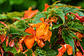Begonia SUMMERWINGS 'Orange'