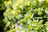 TrioMio Herbal Delight 'Mint Potpourri