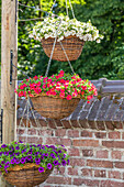 Calibrachoa SUPERBELLS