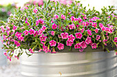 Calibrachoa SUPERBELLS™ 'Sweet Love'