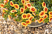 Calibrachoa POCKET Apricot Eye